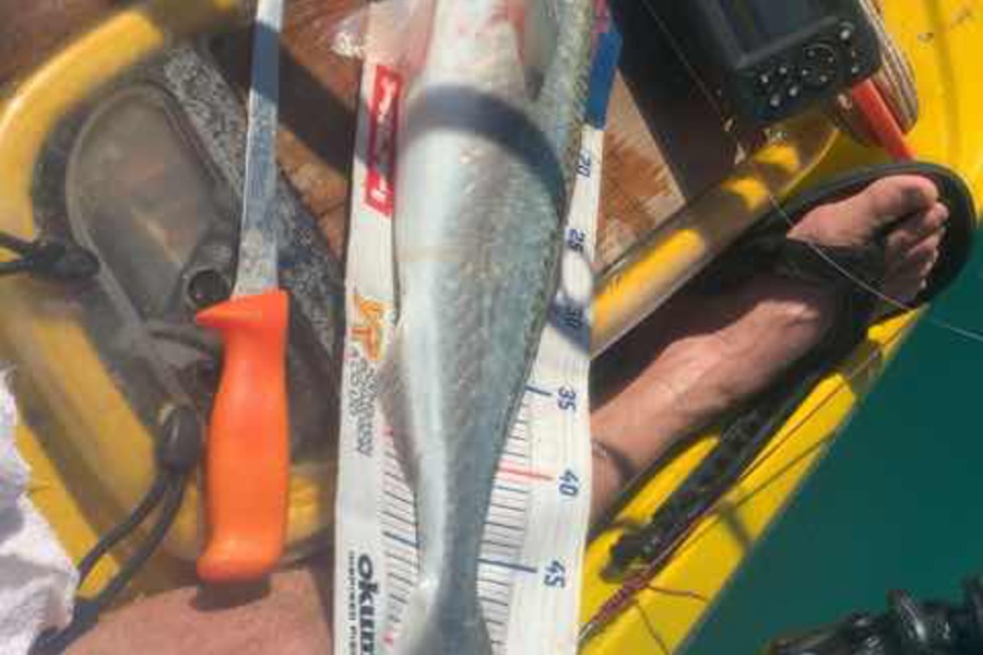 Mark Piskulic caught this 53.0cm Kahawai at Far North during The Export NZ Fishing Competition